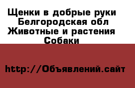 Щенки в добрые руки - Белгородская обл. Животные и растения » Собаки   